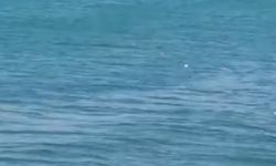 Urla’da tehlikeli ağ atımına kayıtsız kalınıyor