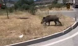 Yaban domuzları sokakları tehlikeye mi atıyor?