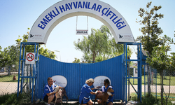Çanakkale ve İzmir yangınından 15 küçükbaş hayvan kurtarıldı