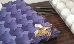Yumurtadan civciv çıktı!