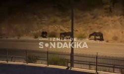 Bayraklı KYK yurdu çevresinde başıboş atlar görüldü