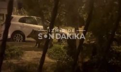 Çiğli Egekent’te domuz sürüsü vatandaşları şaşırttı