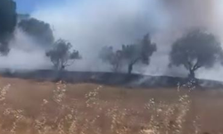 Dikili’de otluk alanda yangın çıktı