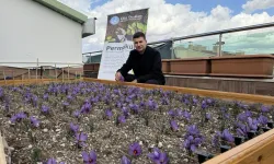 Ülkü Ocakları Genel Merkezi’nin terasında safran hasadı yapıldı