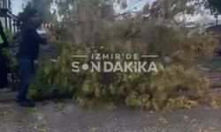 Bayraklı’da şiddetli rüzgar ağacı devirdi