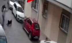 İzmir’de köpeğe kemerle vuran şüpheli gözaltına alındı