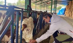 Yapay zeka destekli süt sağım sistemiyle verimlilik arttı