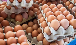 Yumurta üretimi düştü, fiyatlar artıyor