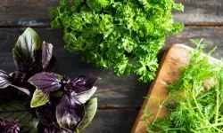 Fesleğen ve reyhanda evde üretim dönemi: Kurusu 1000 TL’den satılıyor