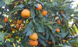 Seferihisar’da Satsuma mandalinası hasadı başladı: Bahçeden pazara C vitamini deposu