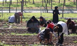 İzmir'de 254 kadın kış fidelerini toprakla buluşturdu