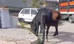 Bornova’da başıboş atlar mahalleliyi tedirgin etti