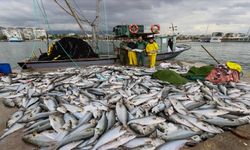 Tezgahlarda bereket: İzmir balık hali kışa hazır, fiyatlar nasıl?
