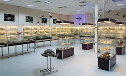 Nesli tehlike altındaki türler İzmir’de sergileniyor