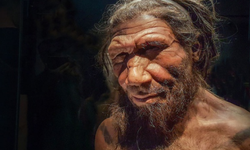 Neandertallerin burun yapısına dair popüler teori çöktü