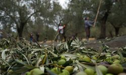 Ayvalık’ta ara tatil hareketliliği, zeytin hasadıyla birleşti
