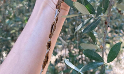 Zeytin üreticilerine önemli uyarı: Bahçelerde dal kanseri riski