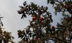 Şifa kaynağı alıç, Bozdoğan’da yoğun ilgi görüyor