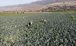 İzmir’in verimli ovalarında “Yeşil Altın” hasadı başladı: Tarlada 15 TL, pazarda üç katı!