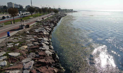 İzmir Körfezi’nde deniz marulu yeniden görüldü: Prof. Yaşar, kirliliğin boyutlarını anlattı