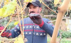 Artan budama yevmiyesi üzüm üreticisini aile emeğine yöneltti