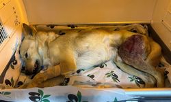 Ayağında parçalı kırık oluşan köpek ameliyatla yeniden yürümeye başladı