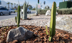İzmir Büyükşehir Belediyesi, 23 ilçede 70’in üzerinde noktada kurakçıl peyzaj dönüşümünü tamamladı