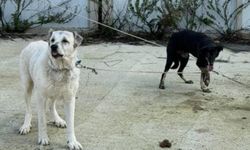 Bayraklı’da vahim hayvan eziyeti iddiası: İki saattir yardım bekliyoruz