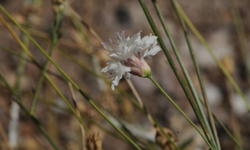 “Çameli Pelemiri” bilim dünyasının bitki literatürüne girdi