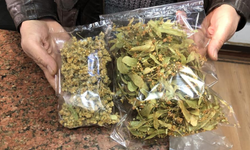 Ihlamurda rekolte düştü, fiyatlar uçtu: Kilosu 4 bin 500 TL