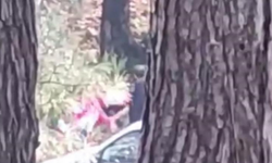 İzmir’de ormanlık alanda kadına şiddet: “İmdat” çığlıkları kamerada