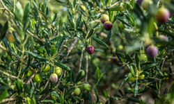 İzmir Büyükşehir Belediyesi, İzmir Kooperatifçilik Buluşmaları düzenliyor