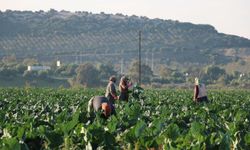 Torbalı’da kış sebzeleri aynı anda olgunlaştı: Üretici bolluk nedeniyle zor günler yaşıyor