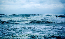 Okyanuslarda sessiz tehlike: Ölümcül virüs doğrulandı