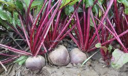 Menemen’de hasat yoğunluğu: ‘Kırmızı Elmas’ tarlada 10, rafta 40 TL