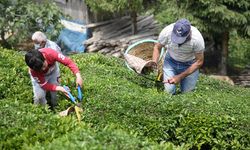 Lipton Türkiye’de üretimi durdurdu: Rize tesislerini devretti