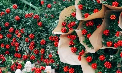 Yılbaşının simgesi kokina İzmir’de yok satıyor: Talep yüzde 100 arttı