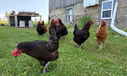 TÜİK açıkladı: Tavuk eti üretimi zirveye tırmanıyor