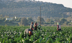 Torbalı’da sebzeler erken olgunlaştı: Fiyatlar düşüşe geçti