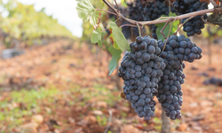 Yılbaşında 12 üzüm geleneği nedir, ne zaman ve nasıl uygulanır?