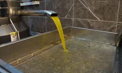 Zeytinyağı fiyatlarına yüzde 35 zam geldi: Tariş güncel fiyatları duyurdu