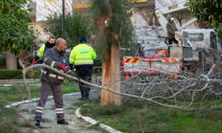 Narlıdere Belediyesi’nden ilçe genelinde yeşil dönüşüm seferberliği