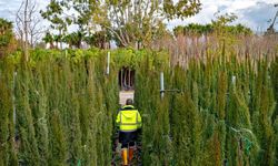 İzmir’in yeşil kalbi fidanlıklarda atıyor: Onlarca bitki kentle buluşuyor