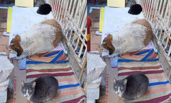 Dondurucu soğuklar sokaklarda kader ortaklığı yarattı