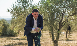 Torbalı’da zeytin hasadı markaya dönüştü: “Metropolis Zeytinyağı” geliyor