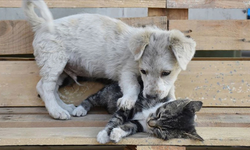 Evcil hayvan kaybı insan kaybı kadar acı verebilir