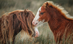 Bilimsel çalışma açıkladı: İnsan duygularını anında hisseden hayvan belli oldu