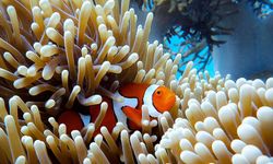 David Attenborough’nun Okyanus Belgeseli İzmir’de gösterilecek