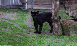 İzmir’de koruma altındaki jaguar Juliet hayatını kaybetti