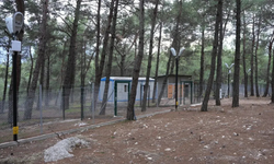 Kemalpaşa Belediyesi'nden sokak hayvanlarına büyük yatırım